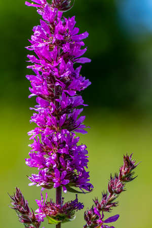 Lythrum salicaria flower in field, close upの写真素材