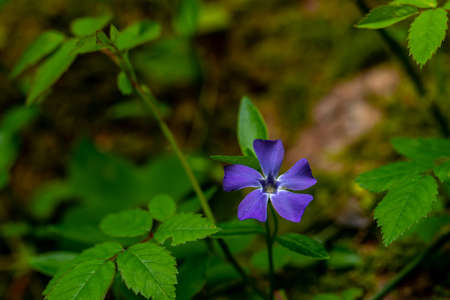 Vinca minor flower growing in field, macroの写真素材