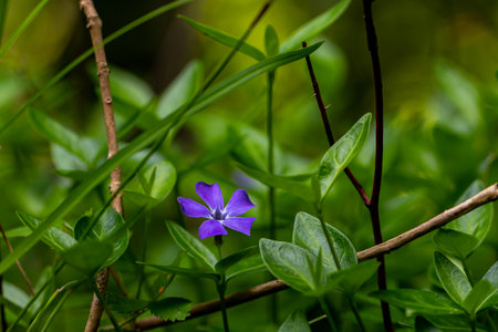 Vinca minor flower growing in field, close upの写真素材