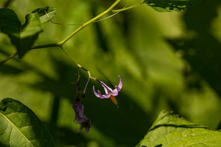 Solanum dulcamara flower in fieldの写真素材