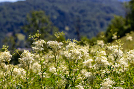 Filipendula vulgaris flower in fieldの写真素材
