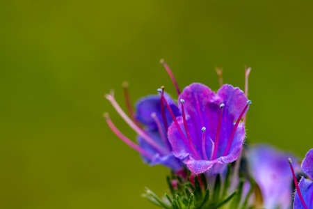 Echium vulgare flower growing in fieldの写真素材