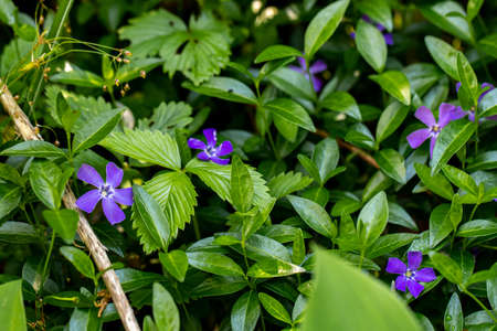 Vinca minor flower in fieldの写真素材