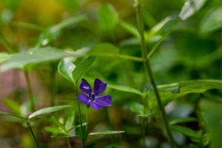 Vinca minor flower growing in fieldの写真素材