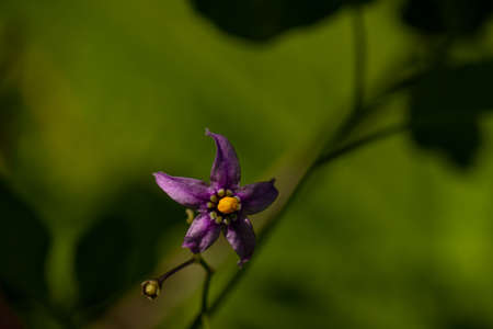 Solanum dulcamara flower growing in field, close upの写真素材
