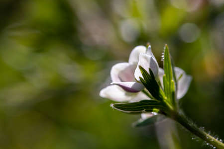 Anemonastrum narcissiflorum flower in mountains, close up shootの写真素材
