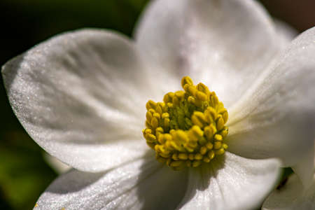 Anemonastrum narcissiflorum flower growing in mountains, close upの写真素材