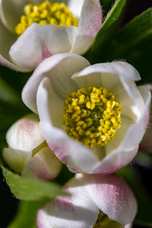 Anemonastrum narcissiflorum flower growing in mountains, close up shoot