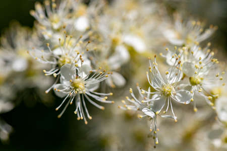 Filipendula vulgaris flower in field, close up