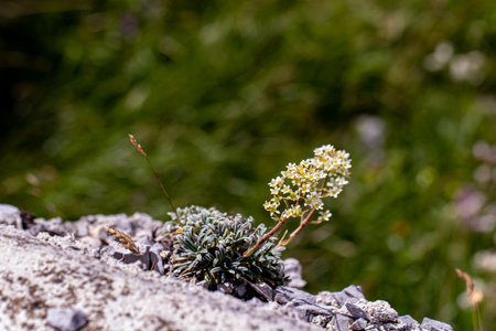 Saxifraga crustata flower in mountains, close upの写真素材