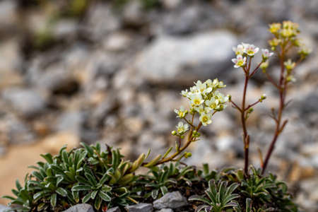 Saxifraga crustata flower in mountains, close up shootの写真素材
