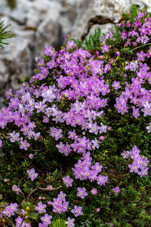 Rhodothamnus chamaecistus flower growing in mountainsの写真素材