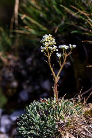 Saxifraga crustata flower in mountains, close upの写真素材