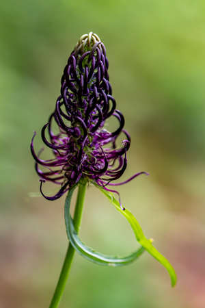 Phyteuma ovatum flower in mountains, macroの写真素材