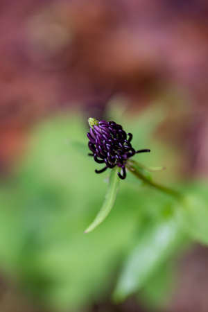 Phyteuma ovatum flower in mountains, close upの写真素材