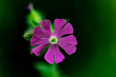 Silene dioica flower in meadow, close up shootの写真素材