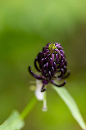 Phyteuma ovatum flower in mountains, macroの写真素材