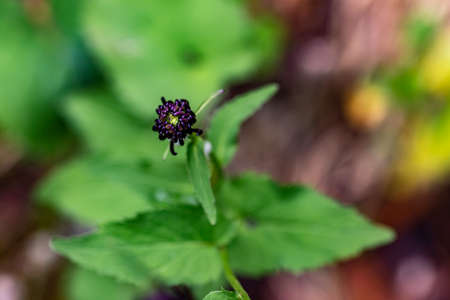 Phyteuma ovatum flower in mountains, close up shootの写真素材