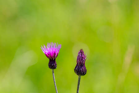 Cirsium rivulare flower  in meadowの写真素材