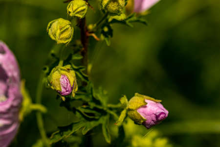Malva moschata flower growing in meadow, close upの写真素材