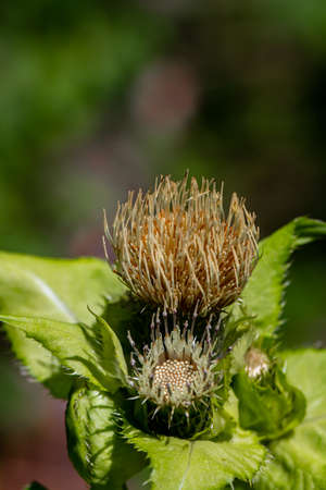 Cirsium oleraceum flower in field, close up shootの写真素材