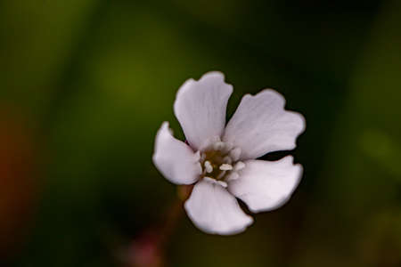 Heliosperma pusillum flower growing in meadow, close up