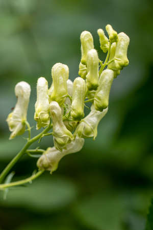Aconitum lycoctonum flower in forest