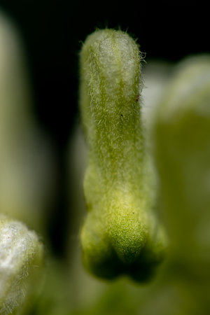 Aconitum lycoctonum flower in forest, close up shootの写真素材