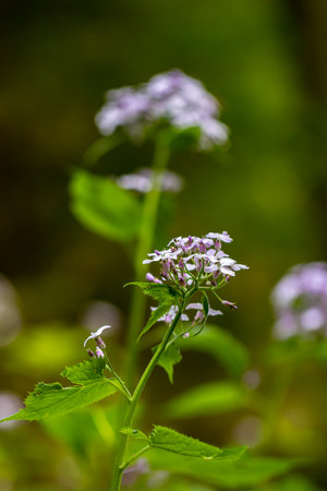 Lunaria annua flower in mountains, close up