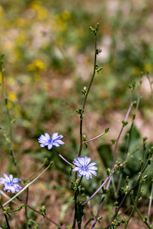Cichorium intybus flower growing in meadow, close upの写真素材