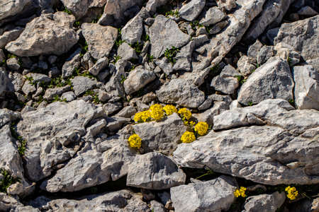 Alyssum ovirense flower in mountainの写真素材