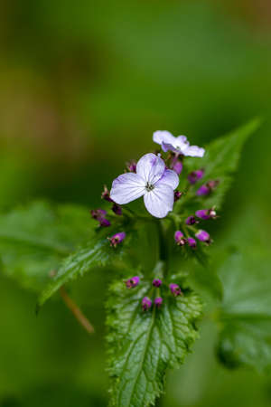 Lunaria annua flower in mountains