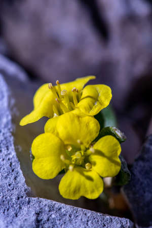 Alyssum ovirense flower growing in mountainsの写真素材
