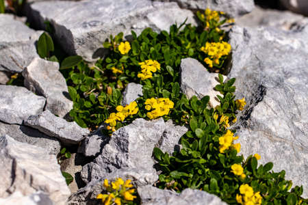 Alyssum ovirense flower in mountains, close up shootの写真素材