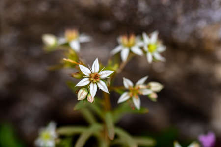 Saxifraga sedoides flower growing in forest, macroの写真素材