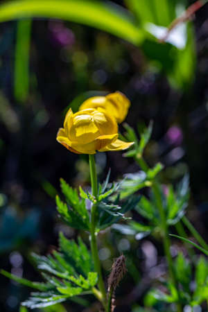 Trollius europaeus flower growing in mountains, close up