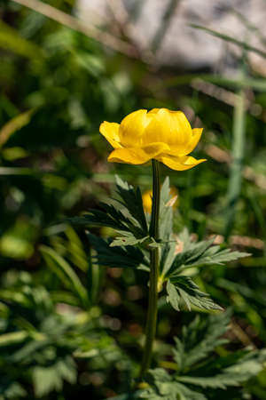 Trollius europaeus flower in mountains, close up shootの写真素材