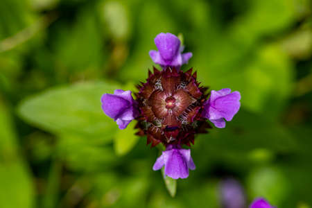 Prunella vulgaris flower growing in meadow