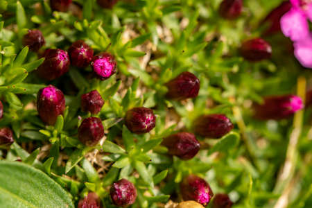 Saponaria ocymoides flower growing in mountains, macroの写真素材