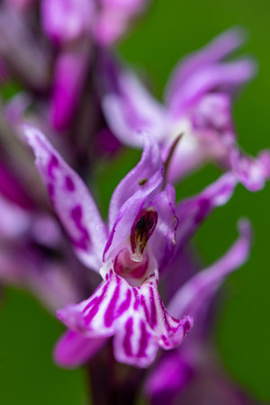 Dactylorhiza maculata flower growing in meadowsの写真素材