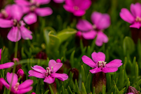 Saponaria ocymoides flower in mountains, close up shootの写真素材