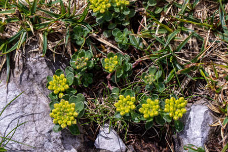 Alyssum montanum flower growing in mountains