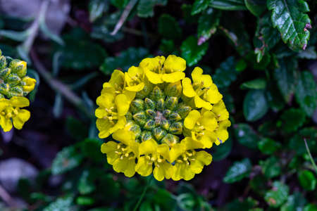 Alyssum montanum flower in mountains, close up shoot