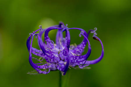 Phyteuma orbiculare flower growing in mountainsの写真素材