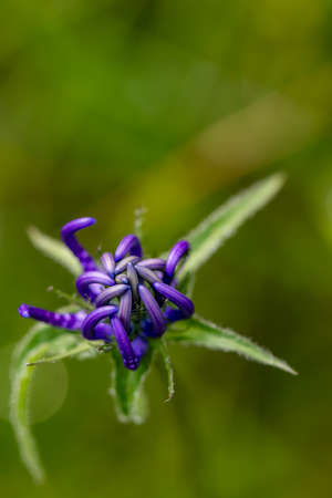 Phyteuma orbiculare flower growing in mountains, close upの写真素材