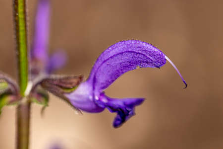 Salvia pratensis flower growing in meadow, close upの写真素材
