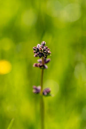 Salvia pratensis flower in meadow