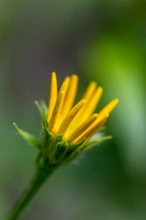 Buphthalmum salicifolium flower growing in mountains, close upの写真素材