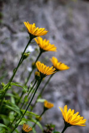 Buphthalmum salicifolium flower growing in mountainsの写真素材