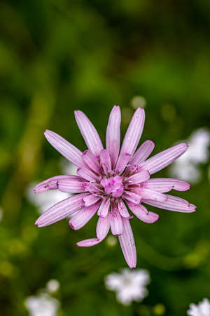 Scorzonera rosea flower in mountainsの写真素材